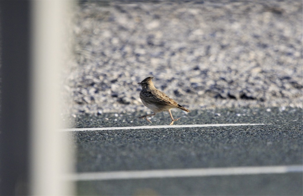 Crested Lark