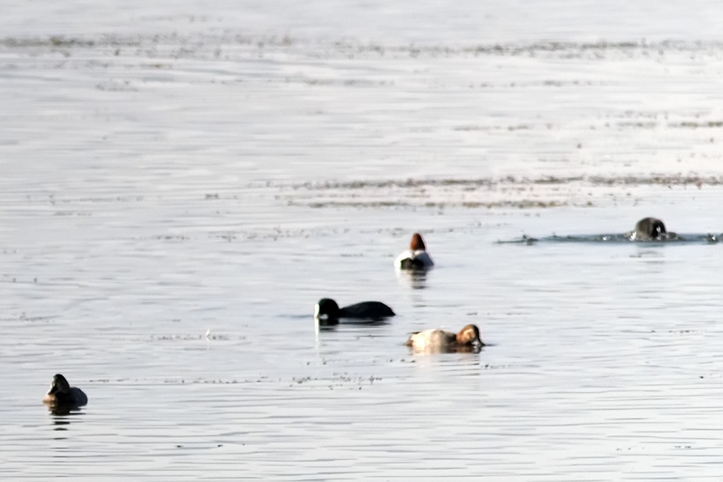 Common Pochard