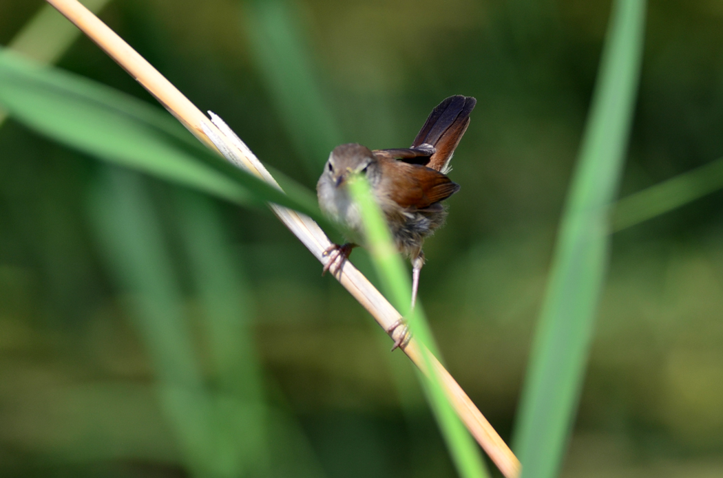 Cetti`s Warbler