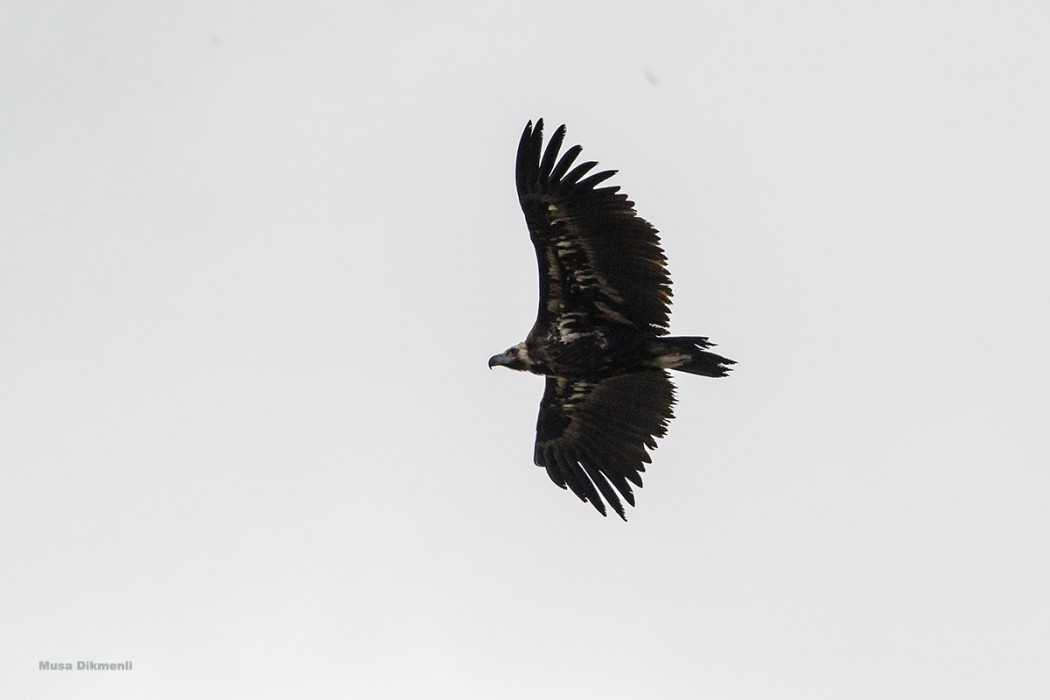 Cinereous Vulture