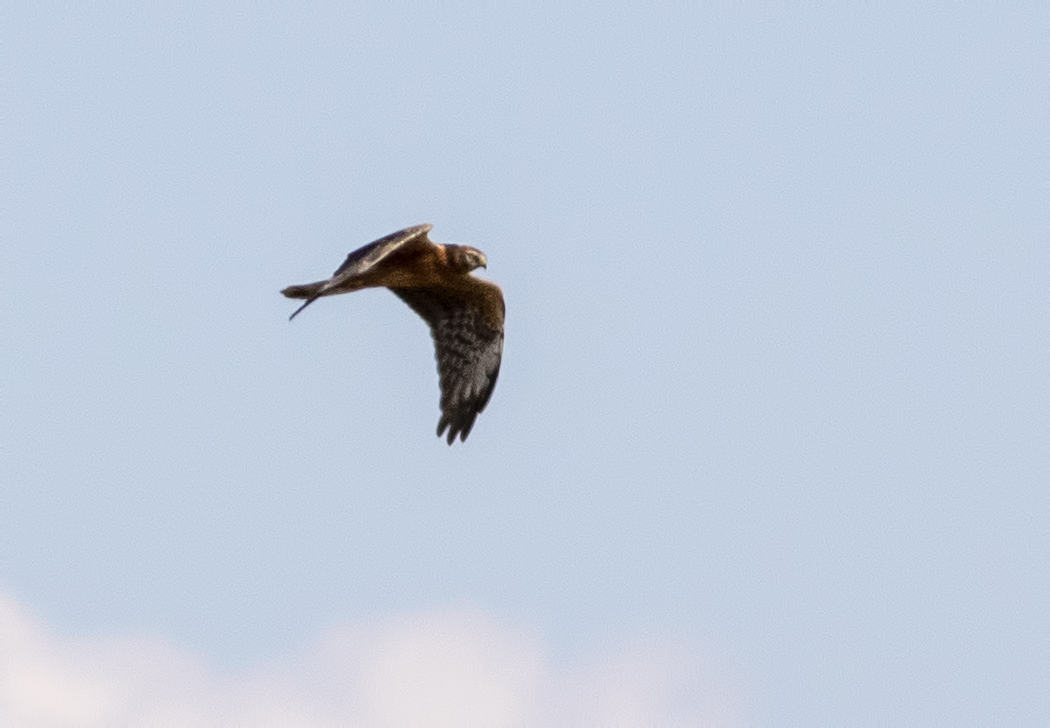 Montagu`s Harrier