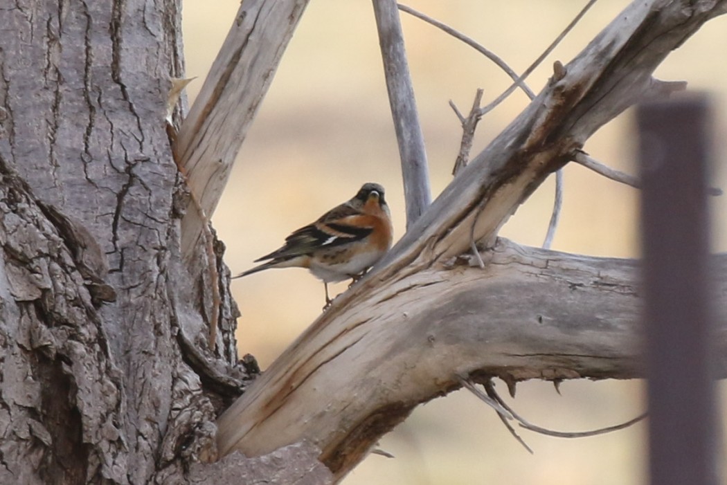 Brambling