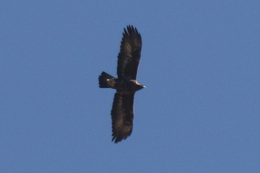 Golden Eagle