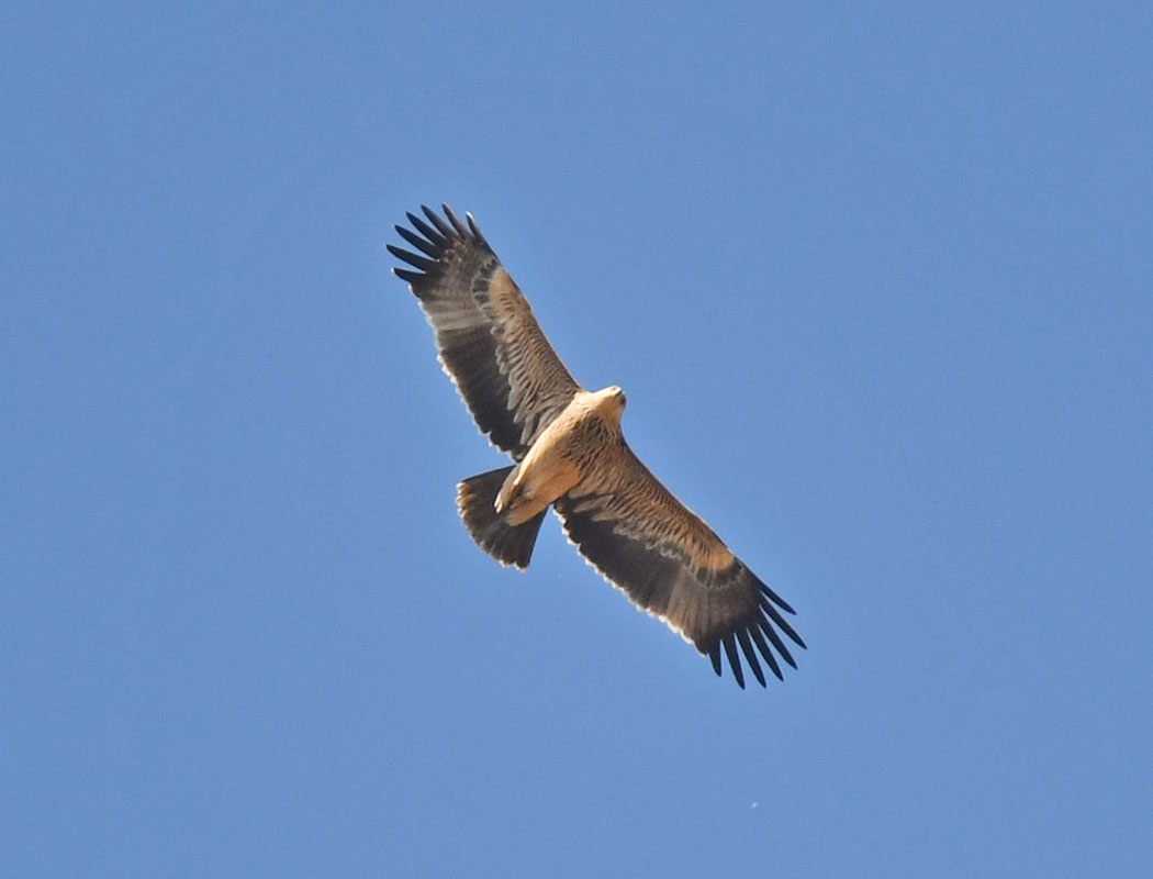 Eastern Imperial Eagle