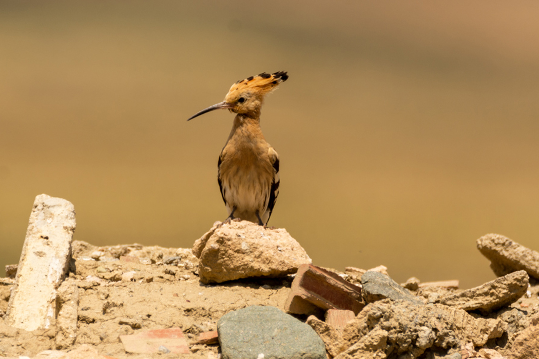 Eurasian Hoopoe