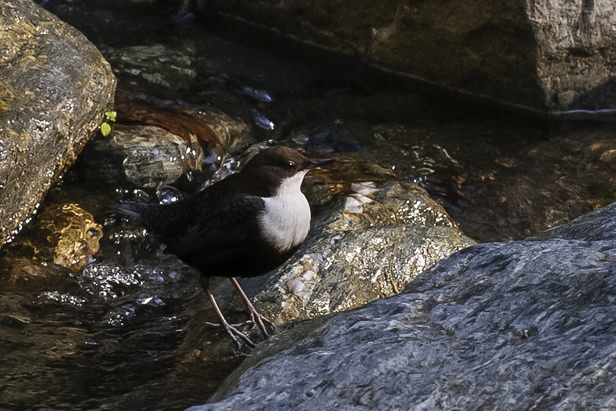 White-throated Dipper
