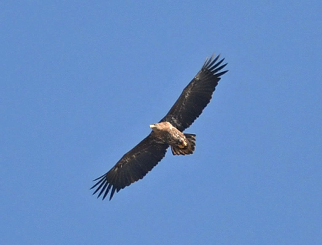 White-tailed Eagle