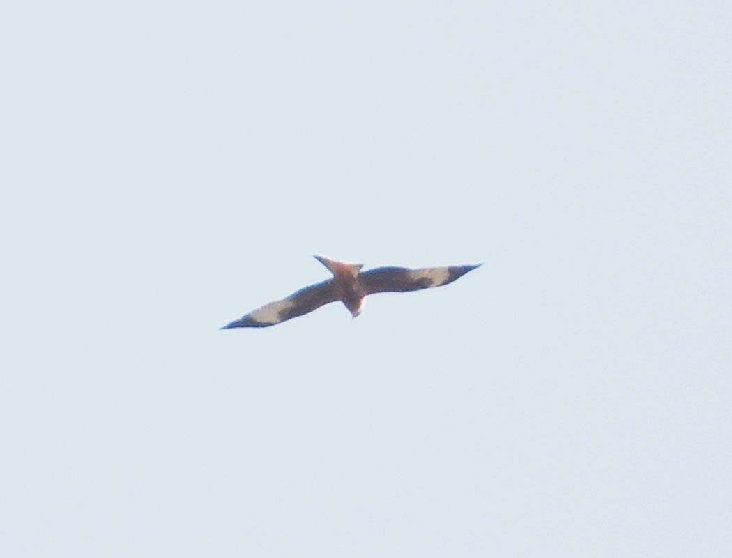 Red Kite