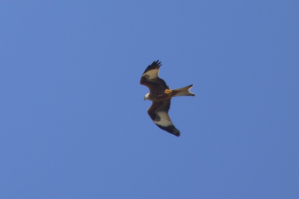 Red Kite