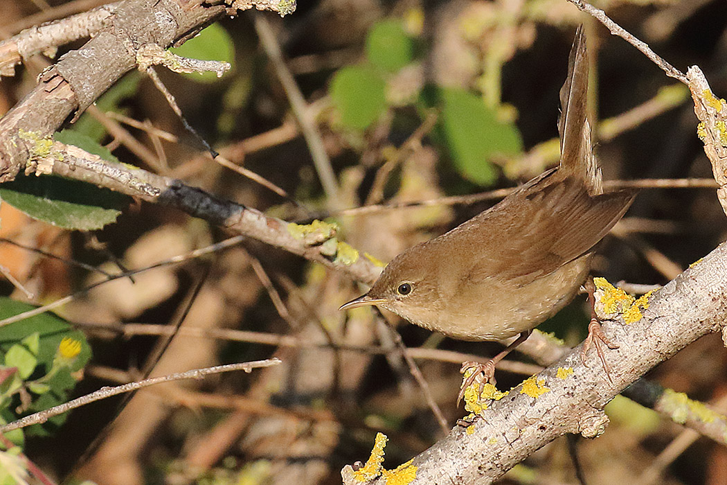 Savi`s Warbler