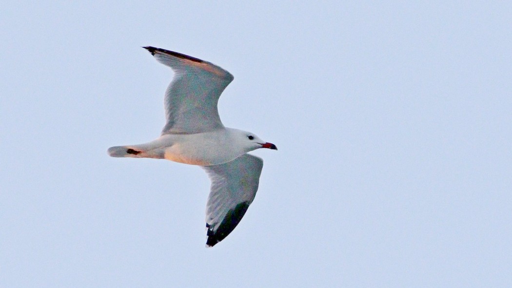 Audouin`s Gull