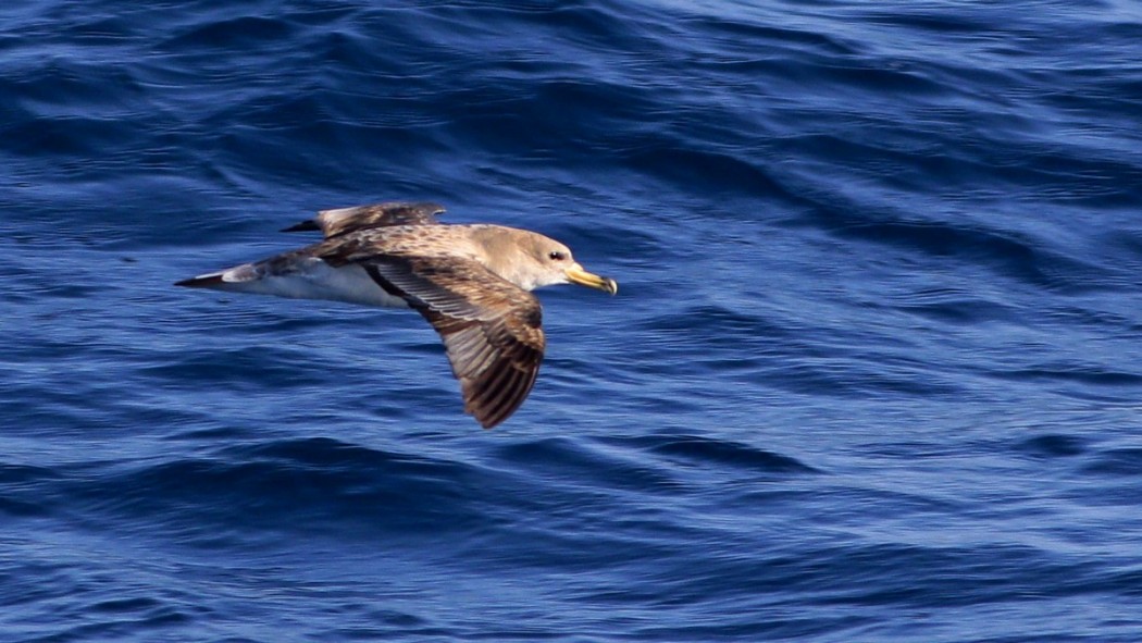 Scopoli`s Shearwater