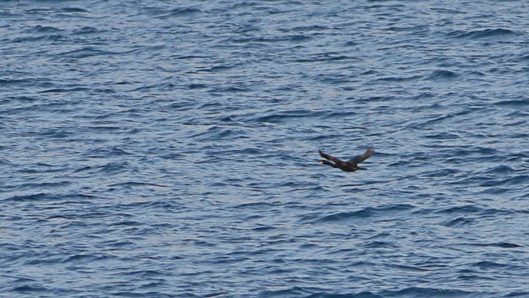 European Shag
