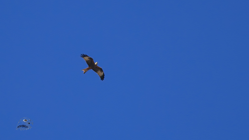 Red Kite