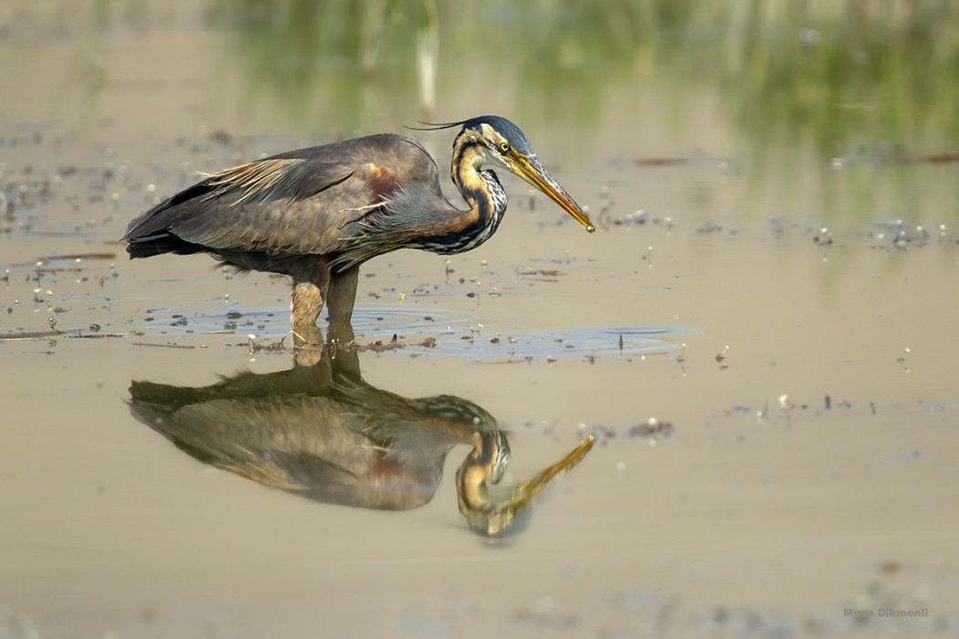 Purple Heron