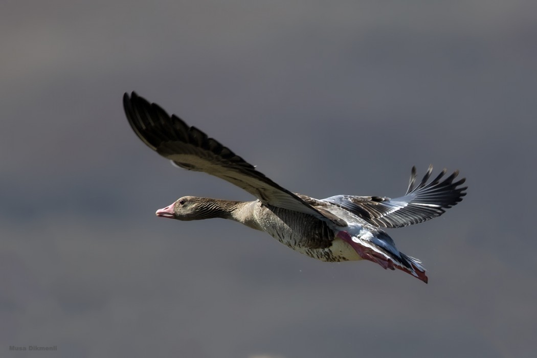 Greylag Goose