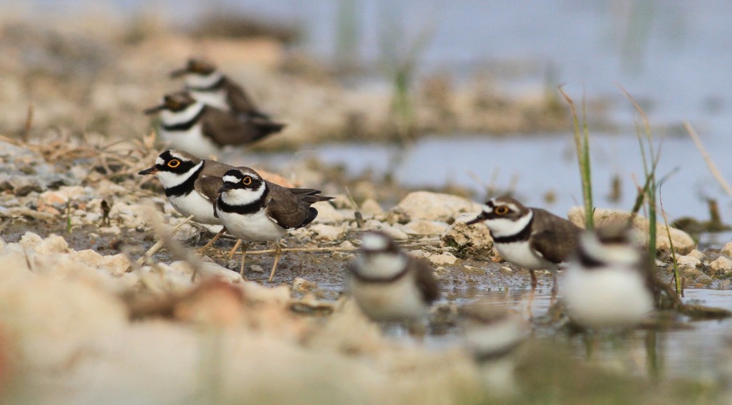 Little Ringed Plover