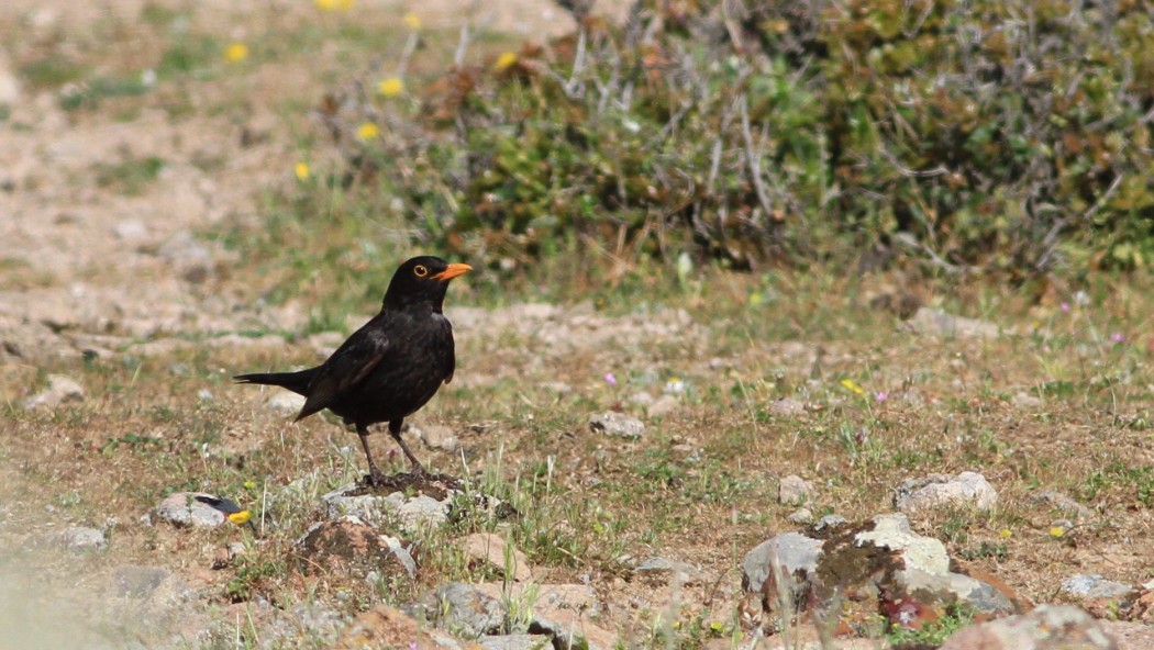 Common Blackbird