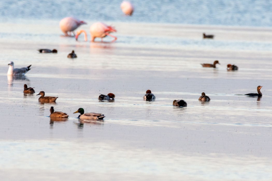 Gadwall