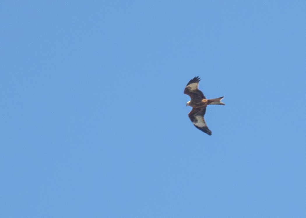 Red Kite