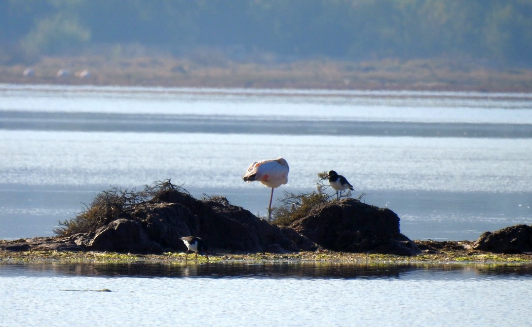 Eurasian Oystercatcher