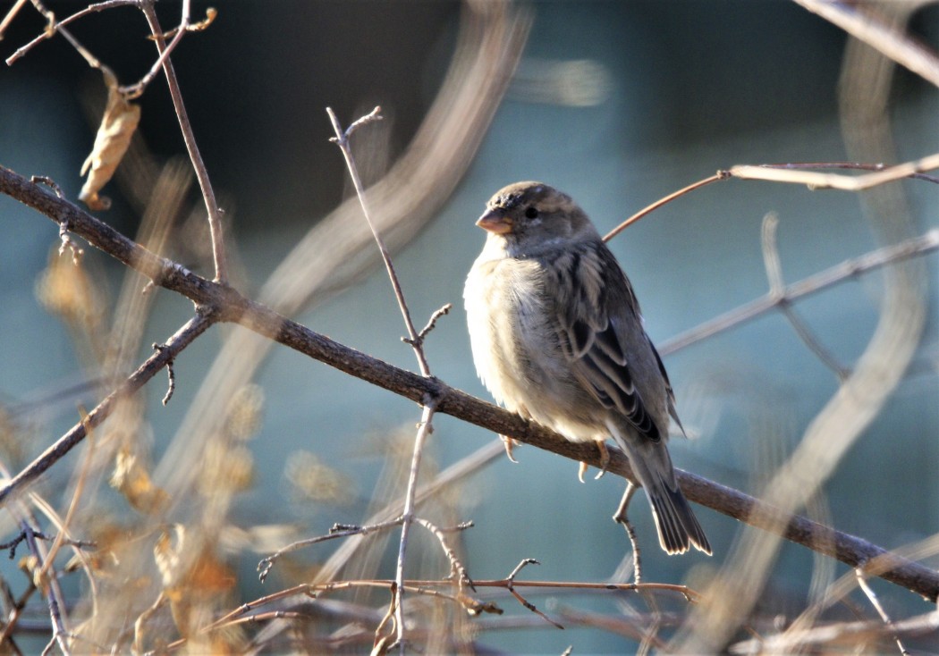 House Sparrow