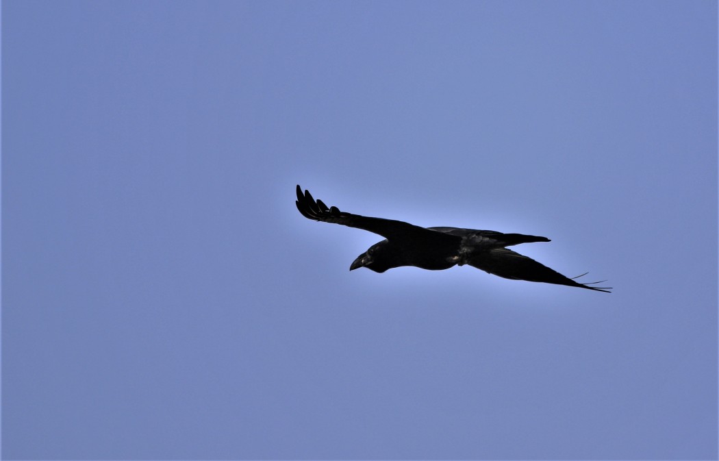 Northern Raven