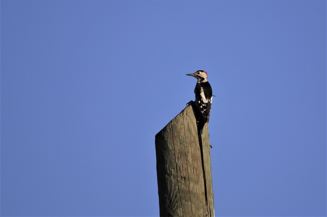 Syrian Woodpecker