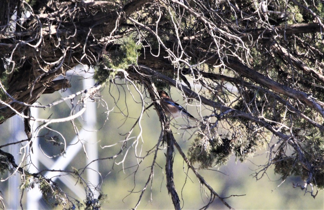 Eurasian Jay