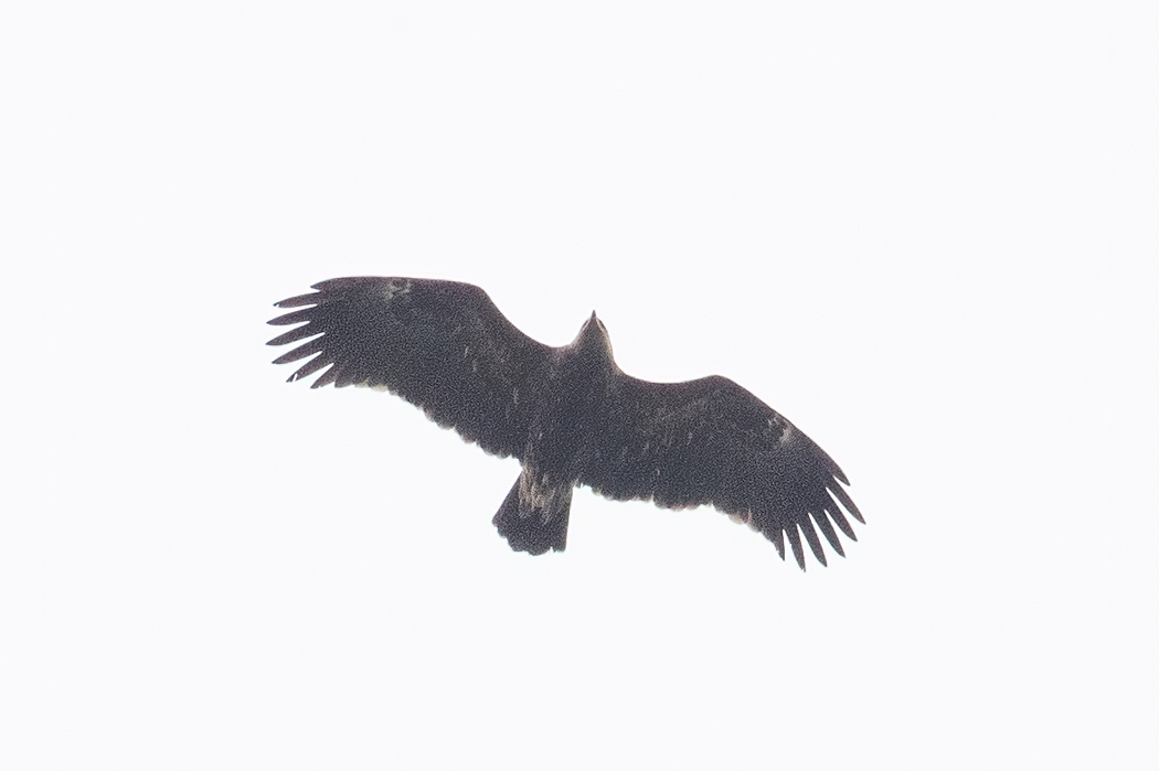 Lesser Spotted Eagle
