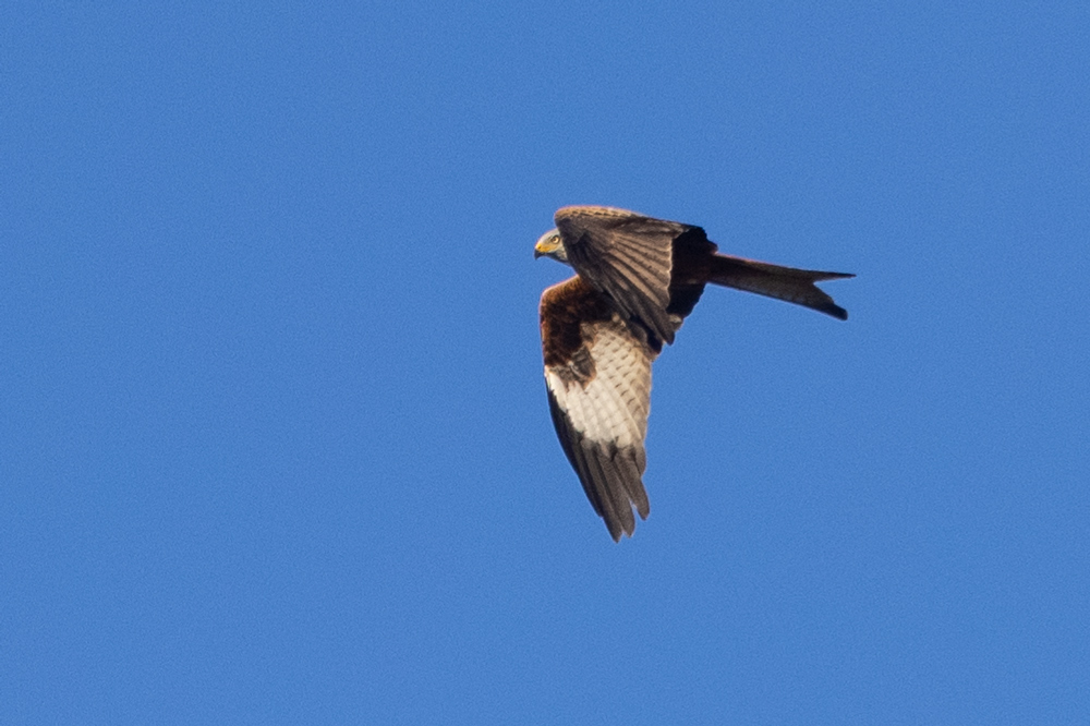 Red Kite