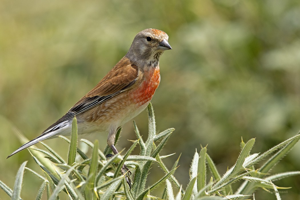 Common Linnet