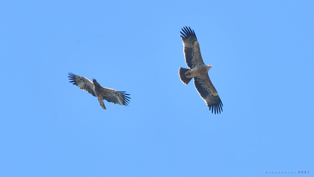 Eastern Imperial Eagle