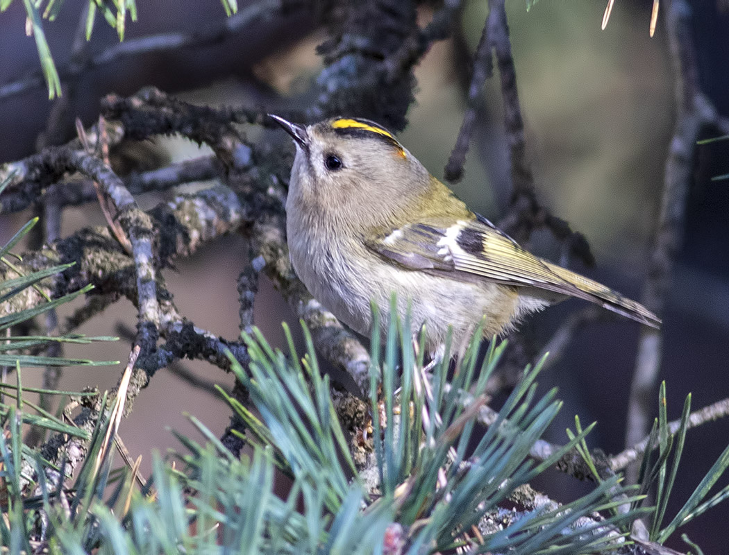 Goldcrest
