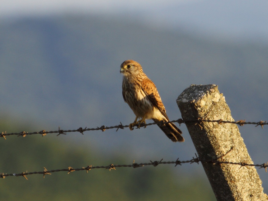 Common Kestrel