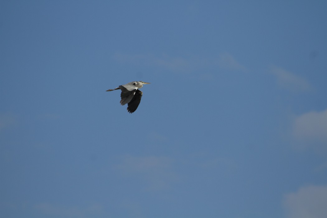 Grey Heron