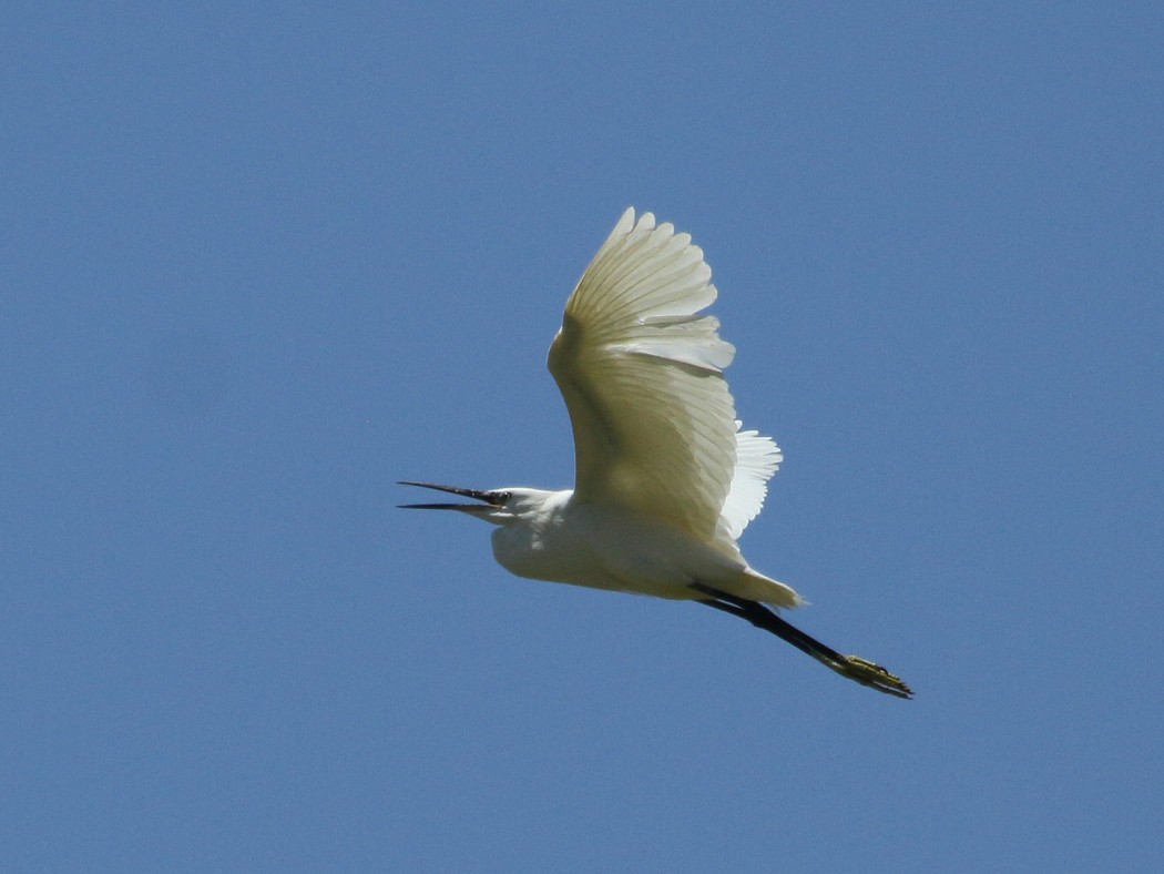 Little Egret