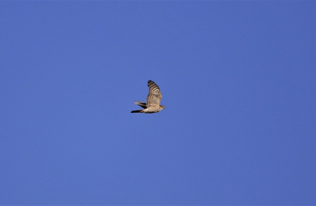 Eurasian Sparrowhawk