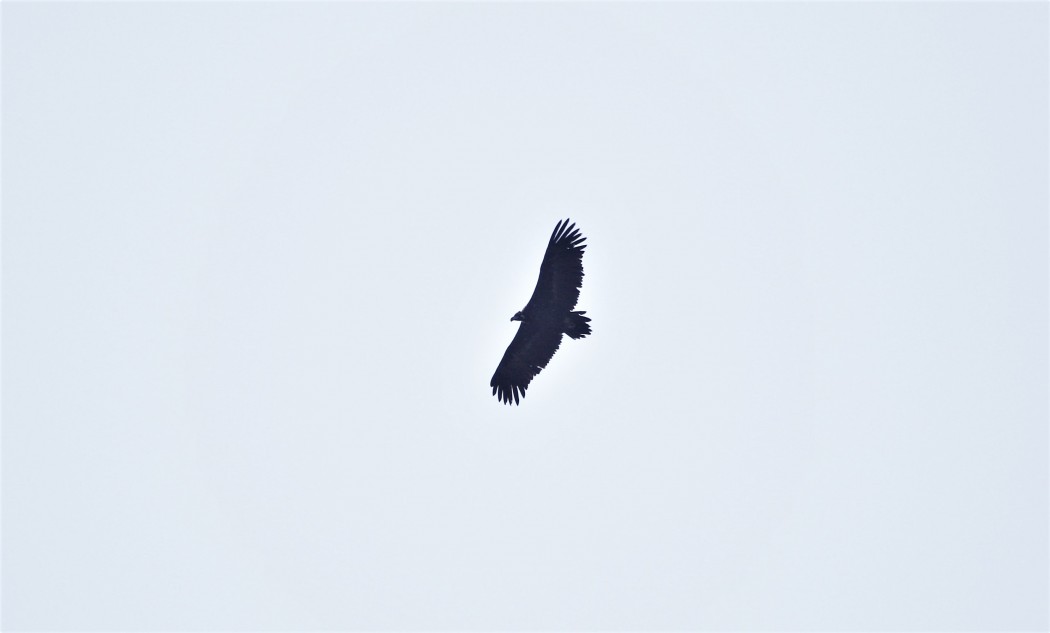 Cinereous Vulture