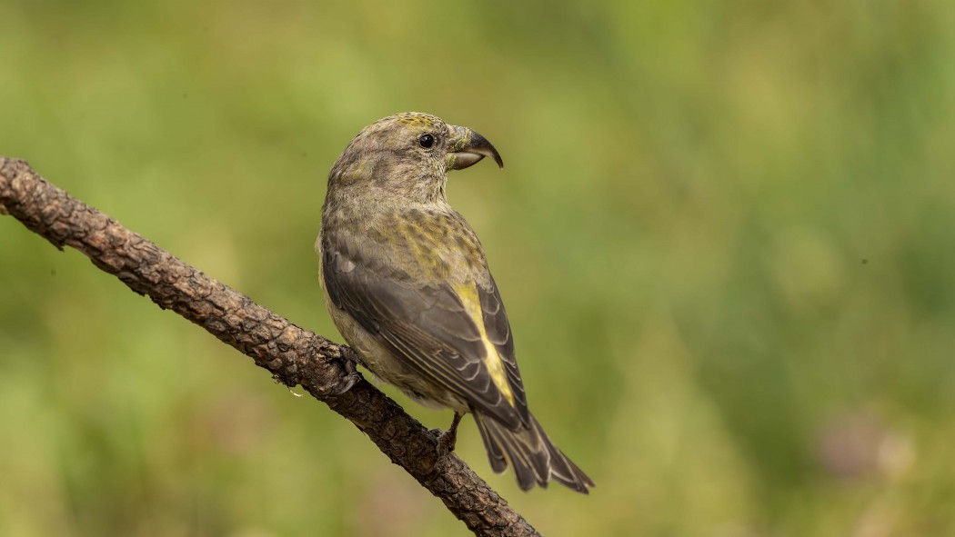Red Crossbill