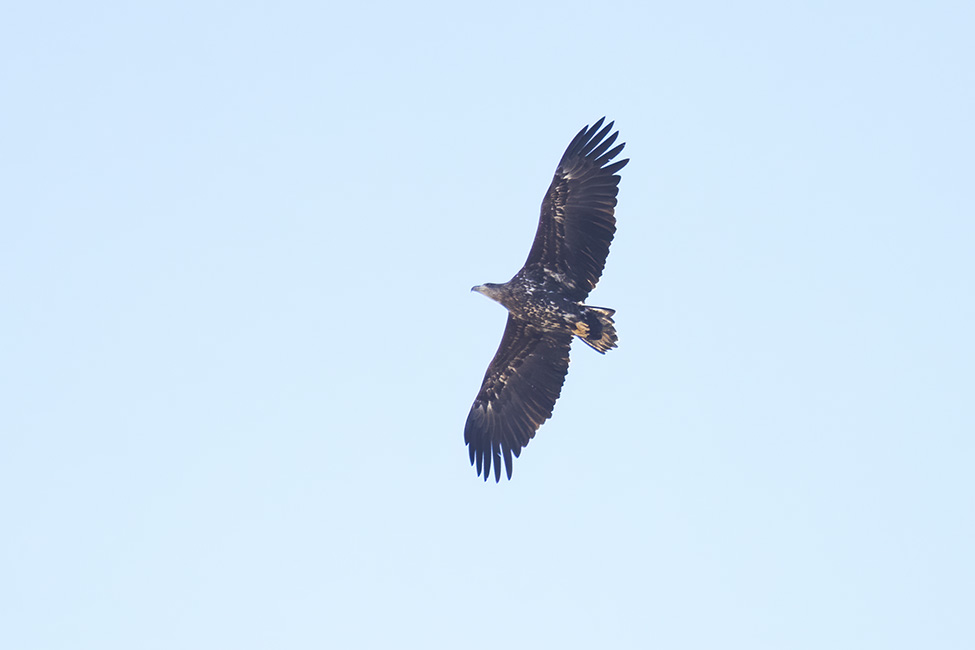 White-tailed Eagle