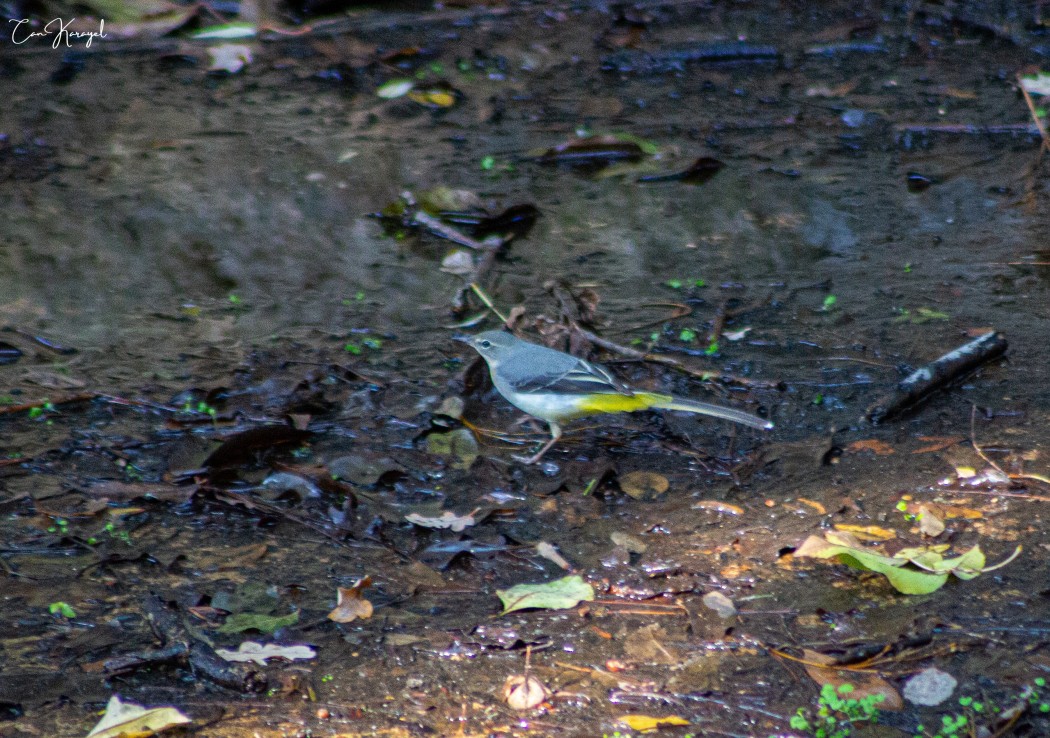 Grey Wagtail