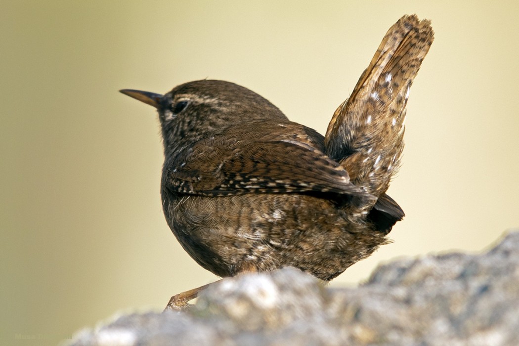 Eurasian Wren
