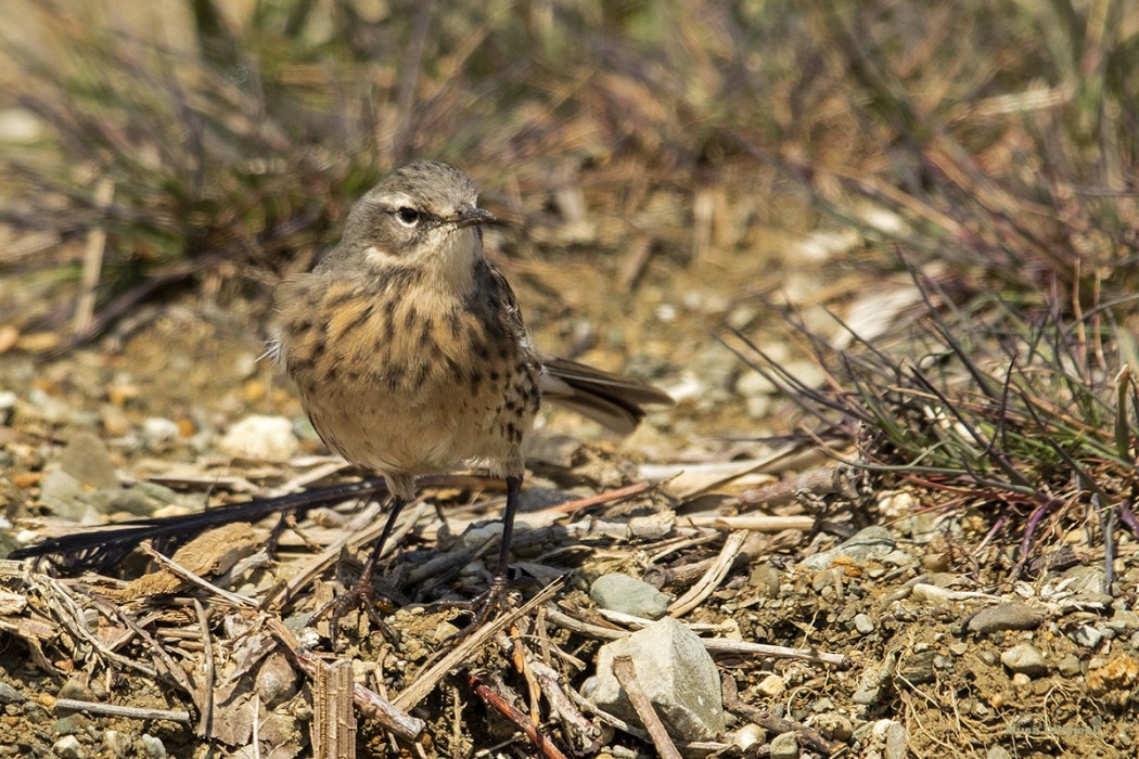Water Pipit