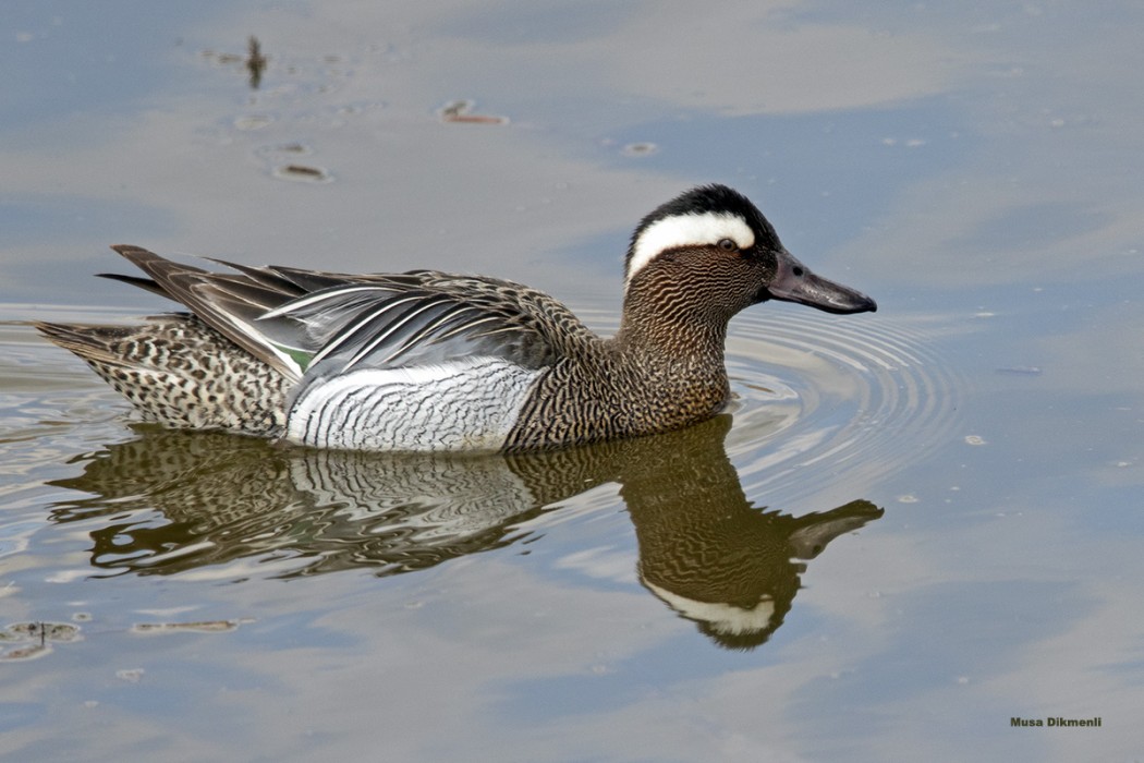 Garganey