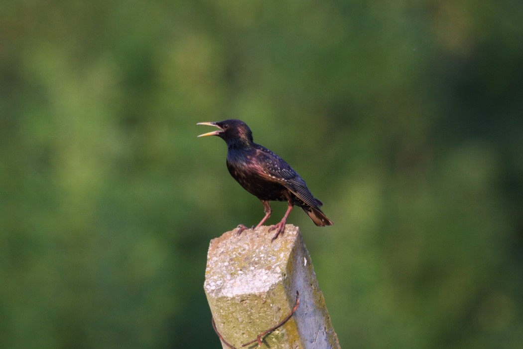 Common Starling