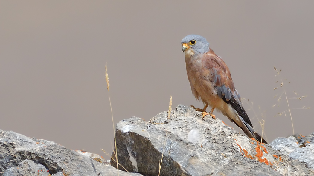 Lesser Kestrel