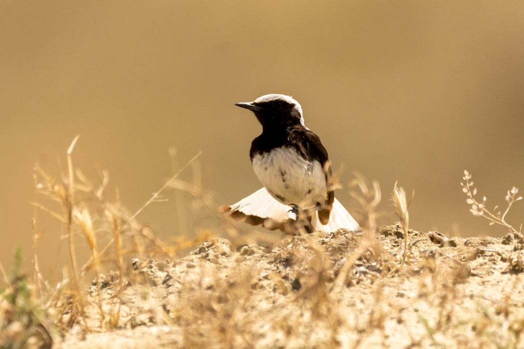 Finsch`s Wheatear