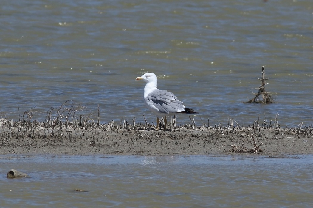 Yellow-legged Gull