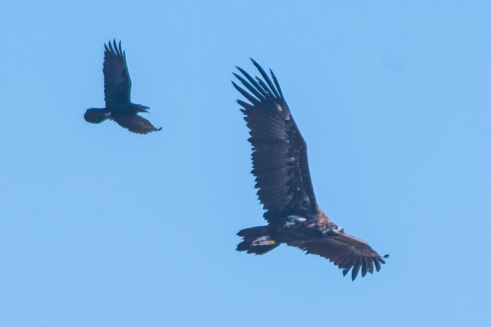 Cinereous Vulture